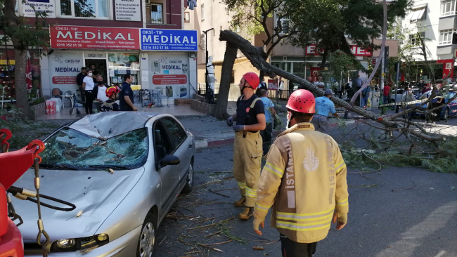 İstanbul'da şiddetli rüzgar ağaçları devirdi